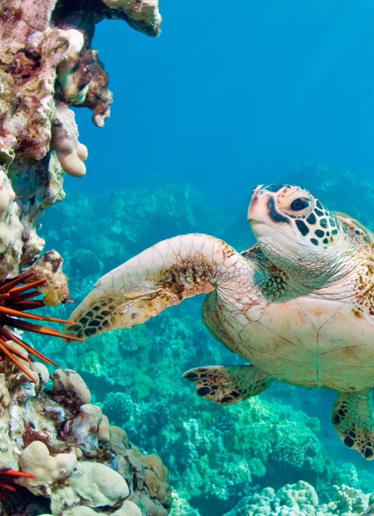 Foto van een zeeschildpad in de zee